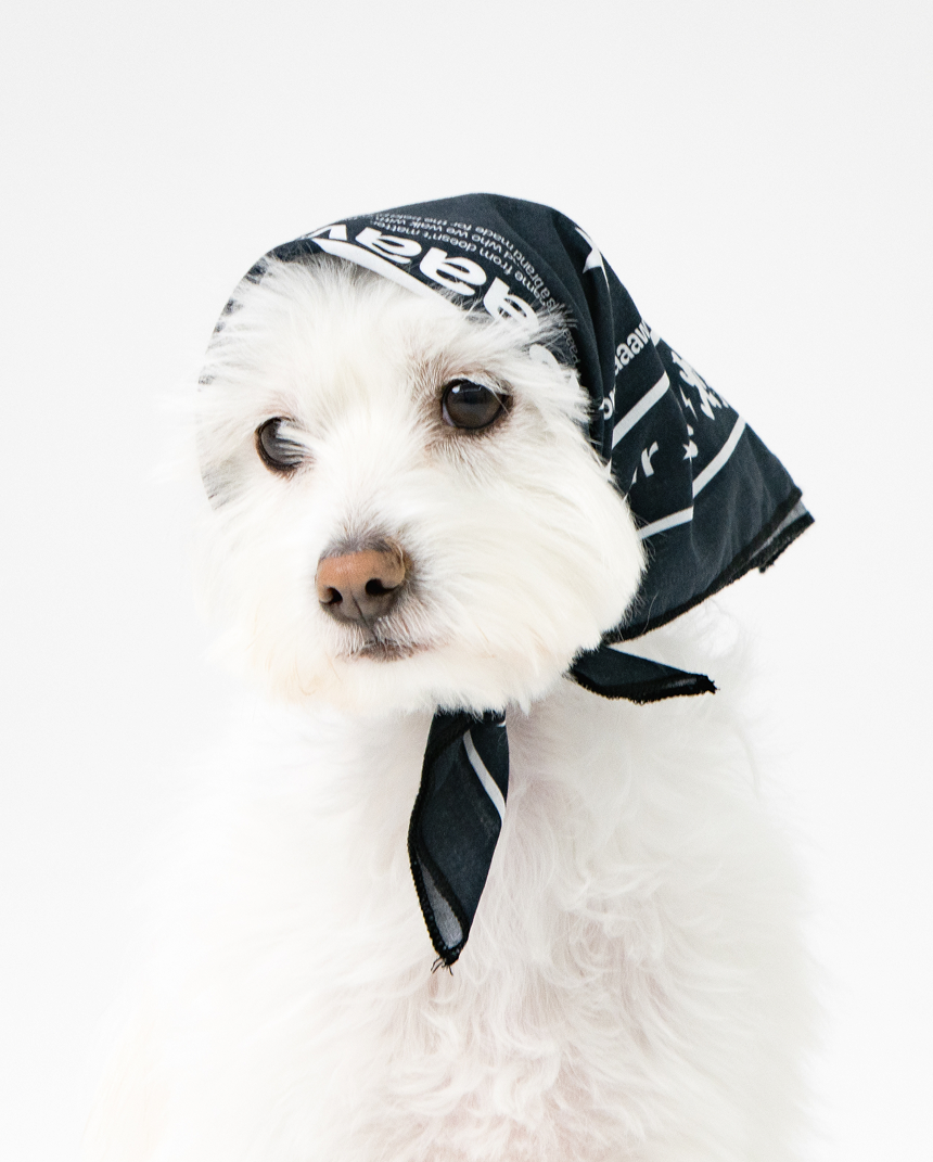 Paaawr｜夥伴領巾 Crew Bandana