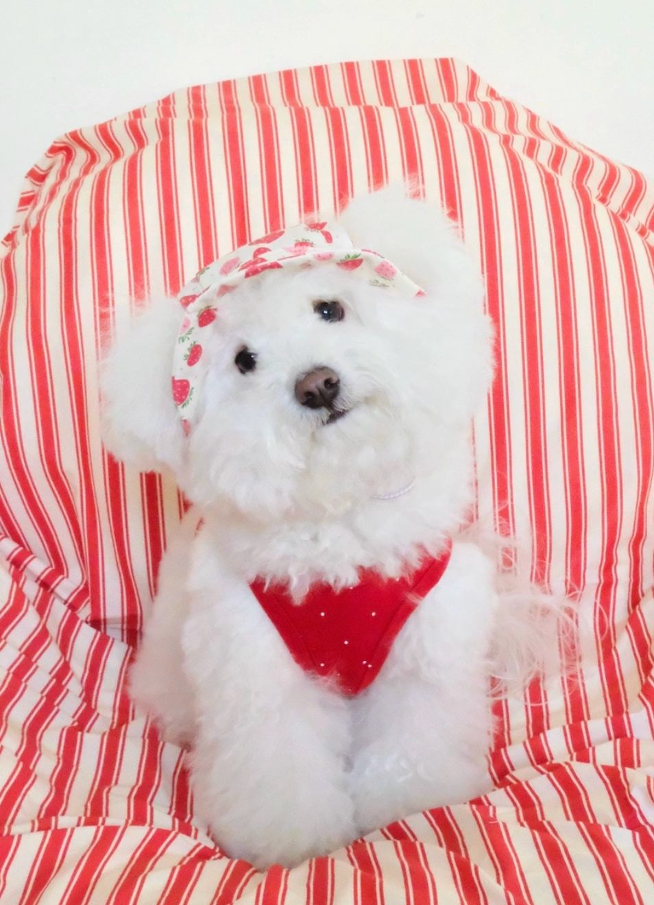 代購｜Strawberry bucket hat 草莓漁夫帽