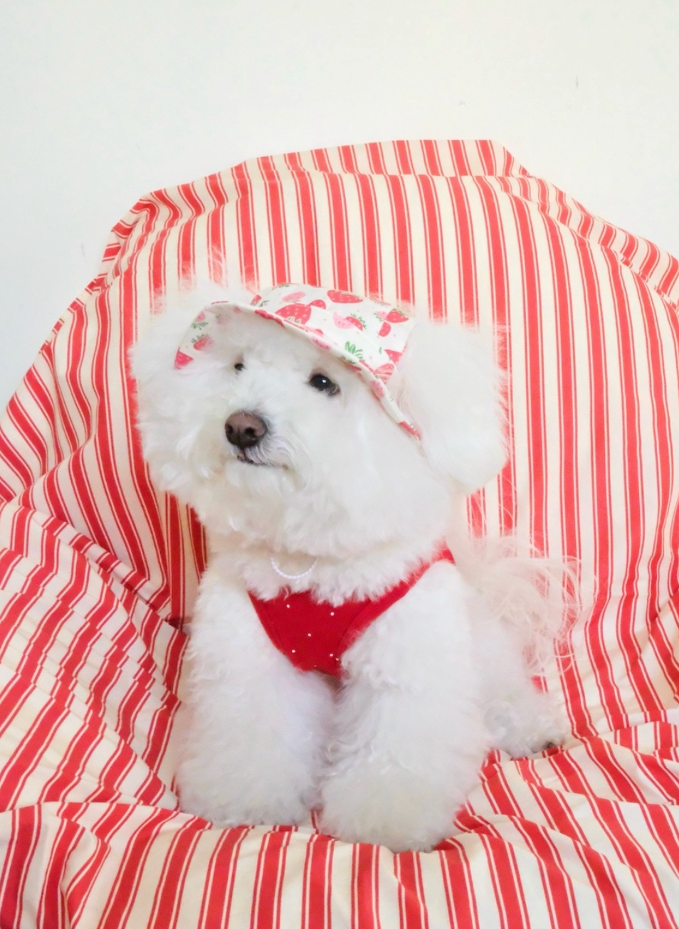 代購｜Strawberry bucket hat 草莓漁夫帽