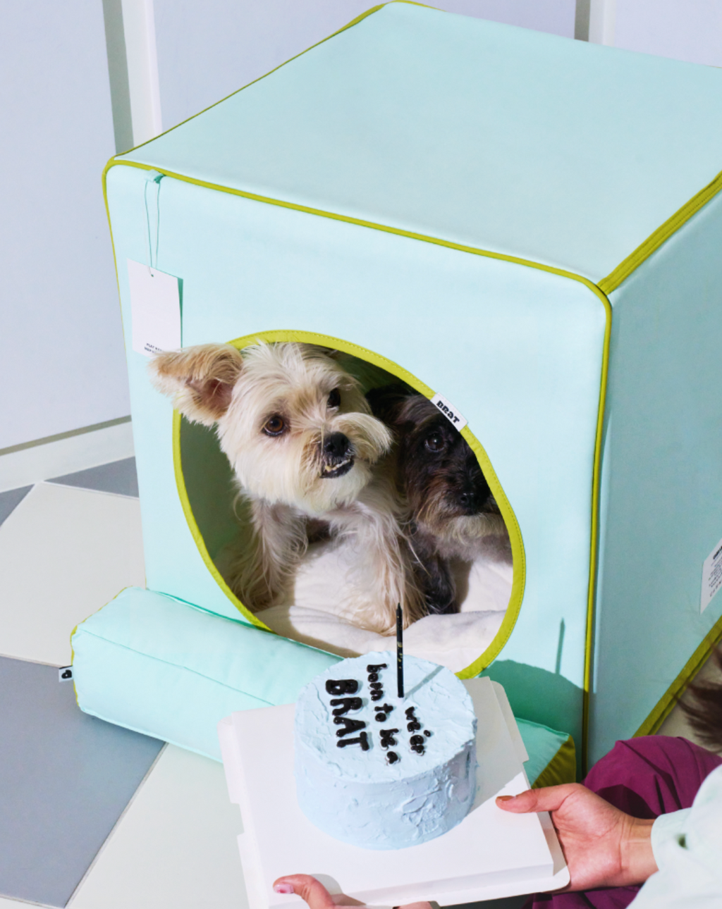 ALLDAYBRAT ｜ ADB HOUSE 狗狗屋（mint）
