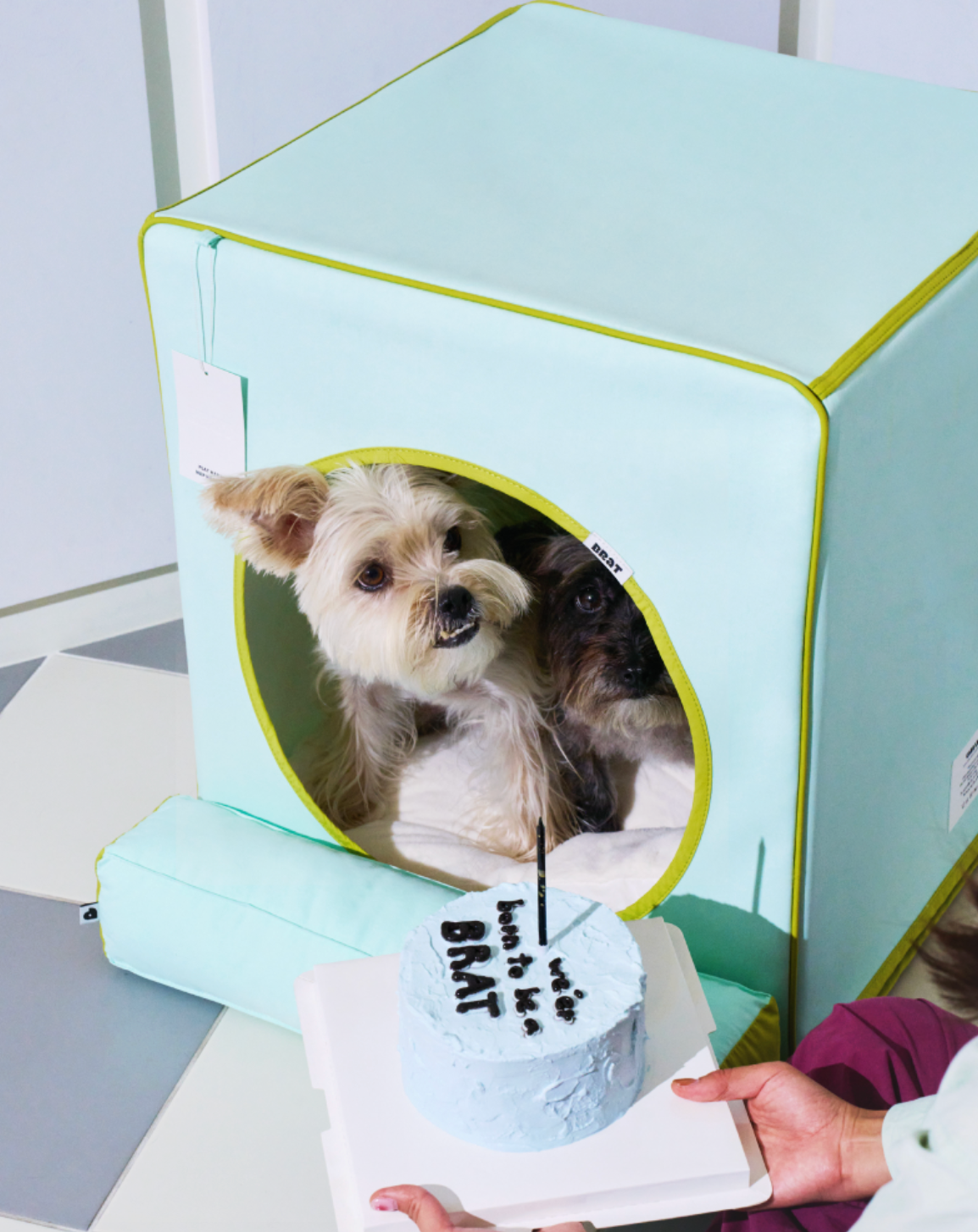 ALLDAYBRAT ｜ ADB HOUSE 狗狗屋（mint）