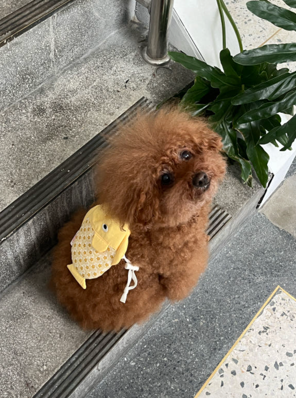 tak!tak!tak!tak!｜Fresh Fish Bag 小背包🐟🧊