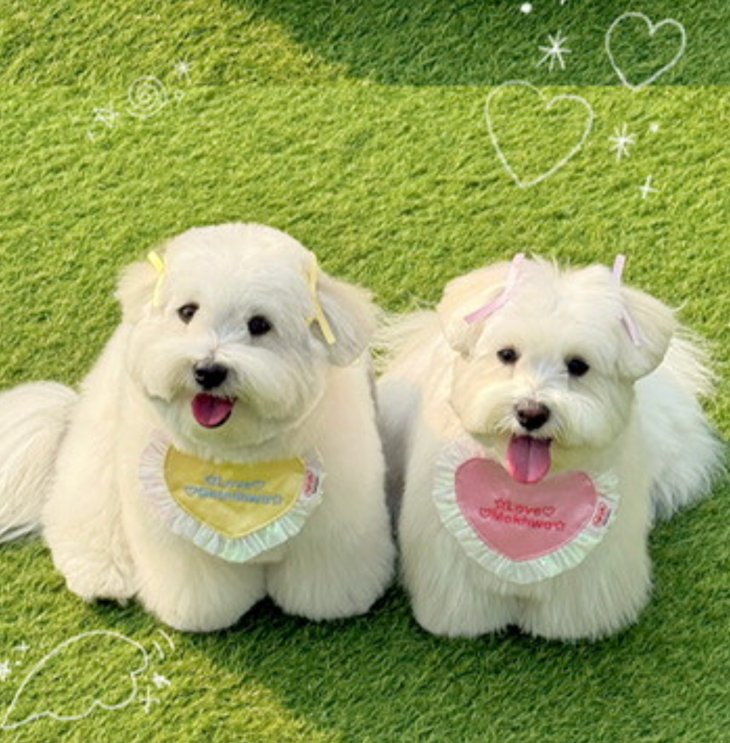 tak!tak!tak!tak!｜heart series_ love bib 愛心蕾絲圍兜（可繡字）