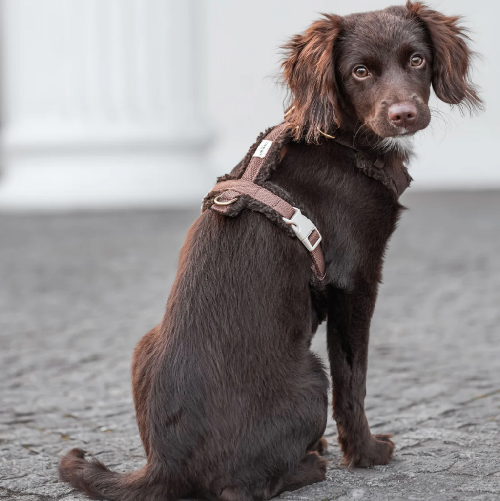 Drew's｜Adjustable Dog Harness (Teddy) 泰迪胸背帶