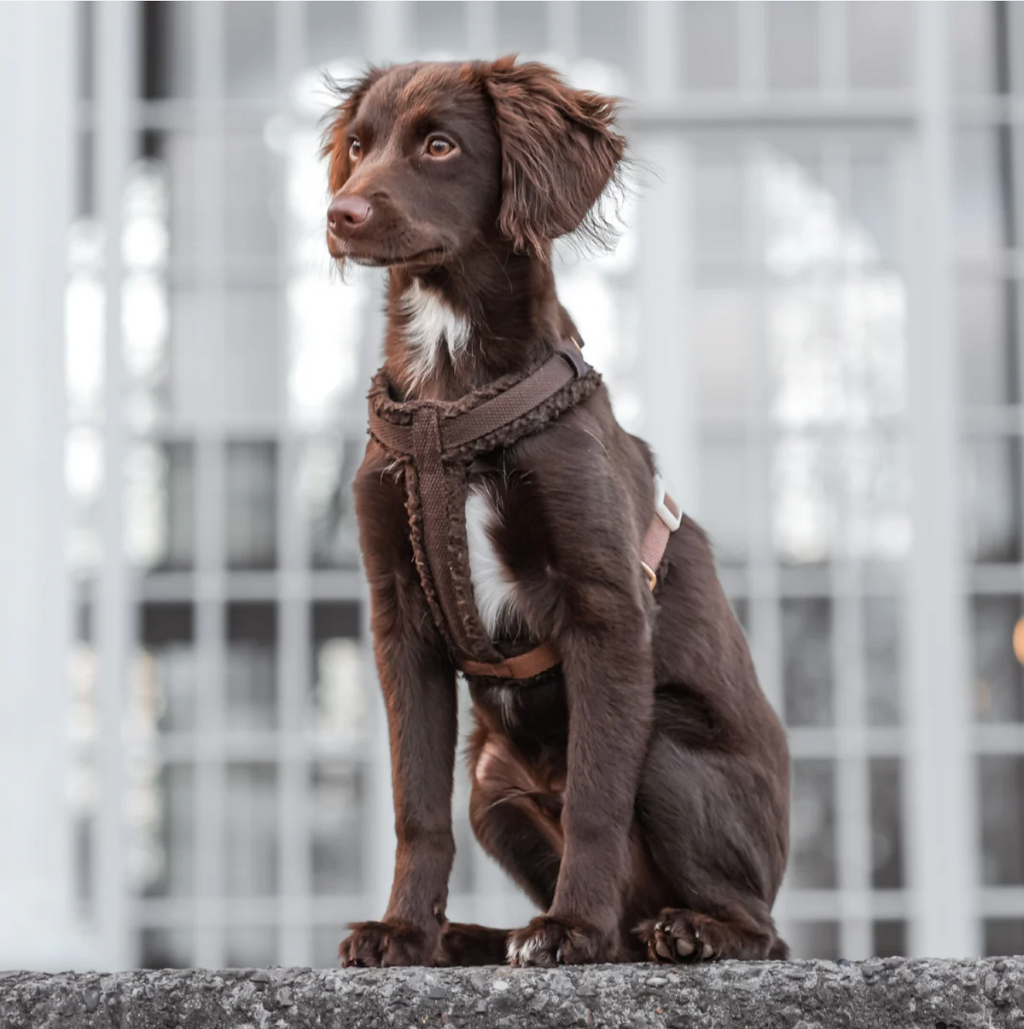 Drew's｜Adjustable Dog Harness (Teddy) 泰迪胸背帶