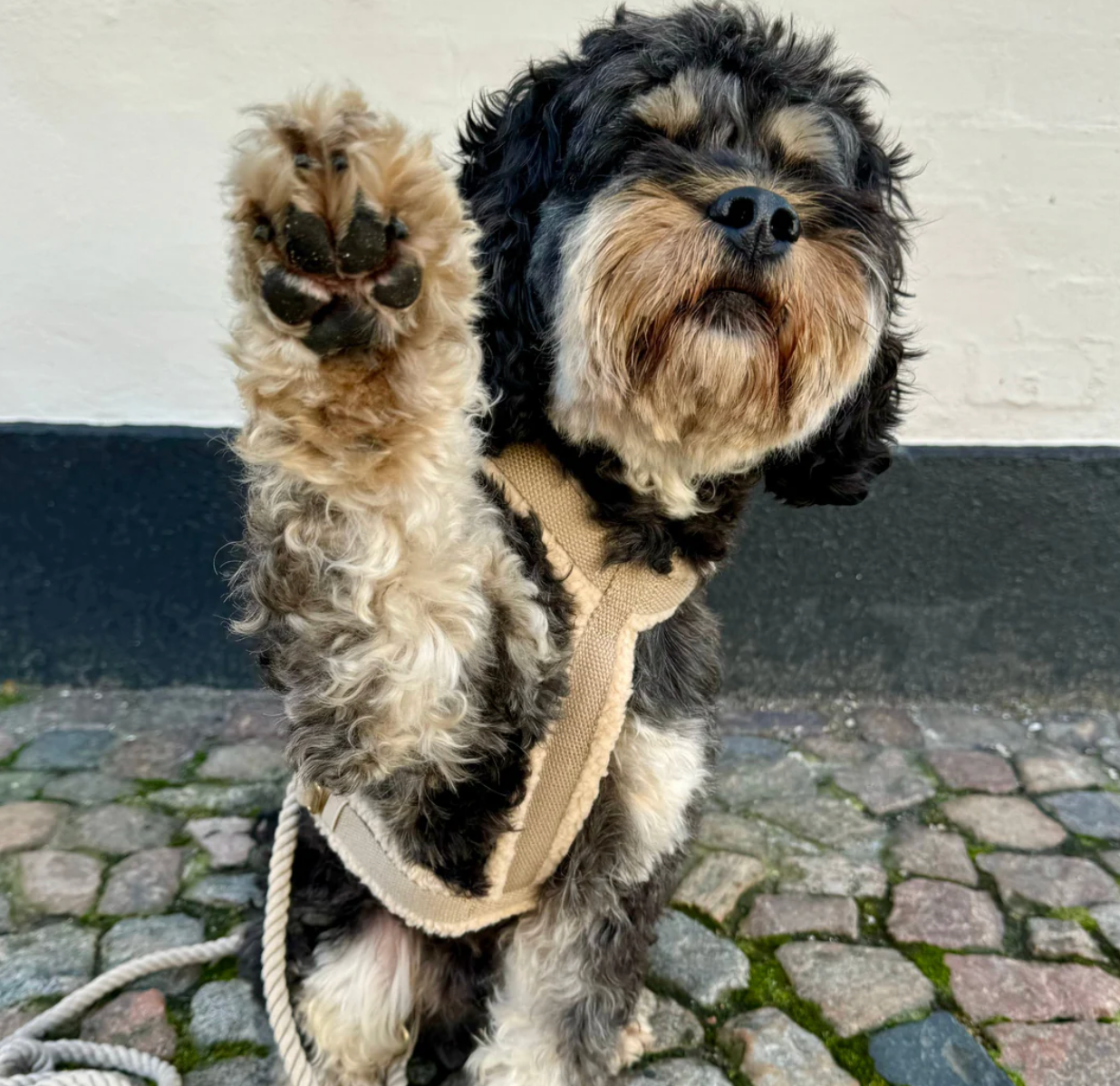 Drew's｜Adjustable Dog Harness (Teddy) 泰迪胸背帶