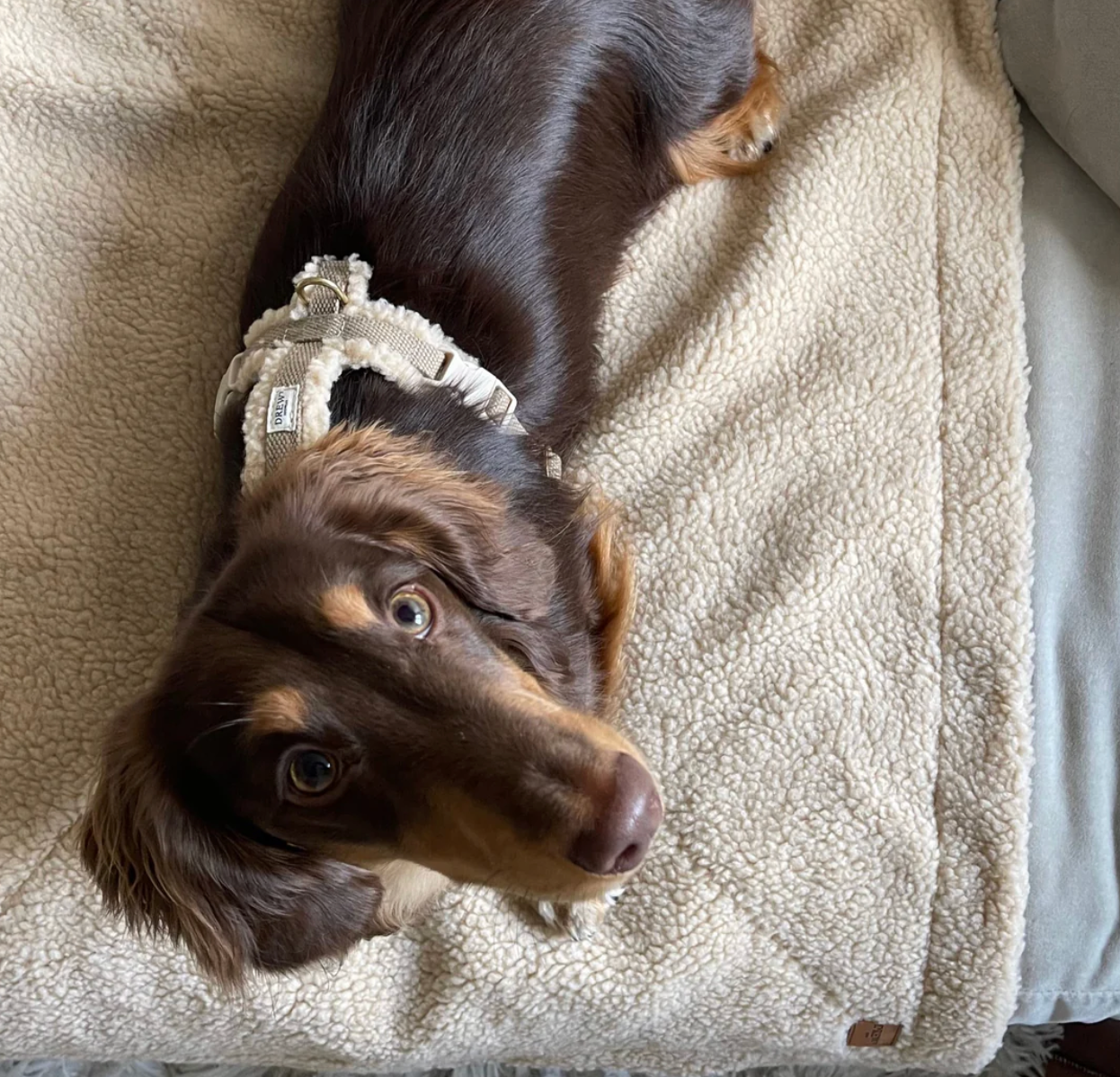 Drew's｜Adjustable Dog Harness (Teddy) 泰迪胸背帶