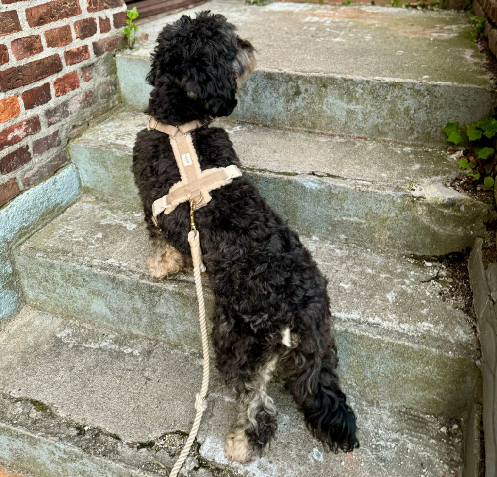Drew's｜Adjustable Dog Harness (Teddy) 泰迪胸背帶