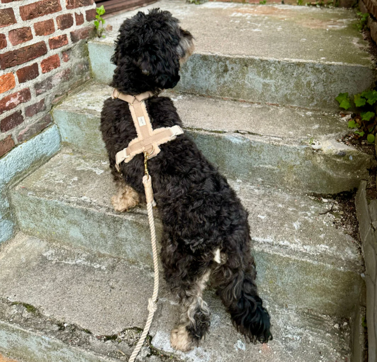Drew's｜Adjustable Dog Harness (Teddy) 泰迪胸背帶