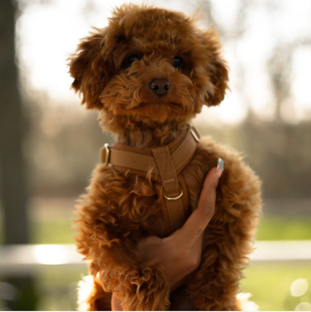 Drew's｜Soft & Adjustable Dog Harness (PRO) 襯墊胸背帶