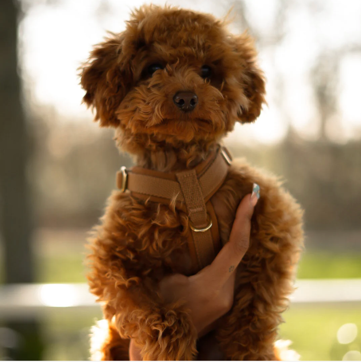 Drew's｜Soft & Adjustable Dog Harness (PRO) 襯墊胸背帶