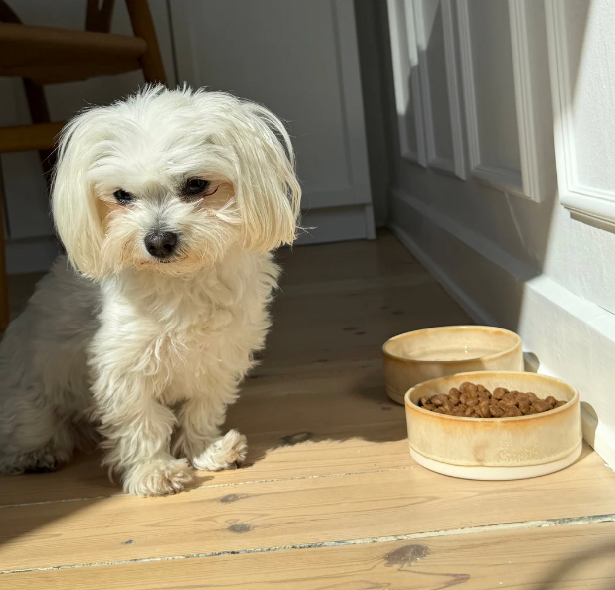 Drew's｜Lily – Handmade Ceramic Dog Bowl 手工陶瓷碗