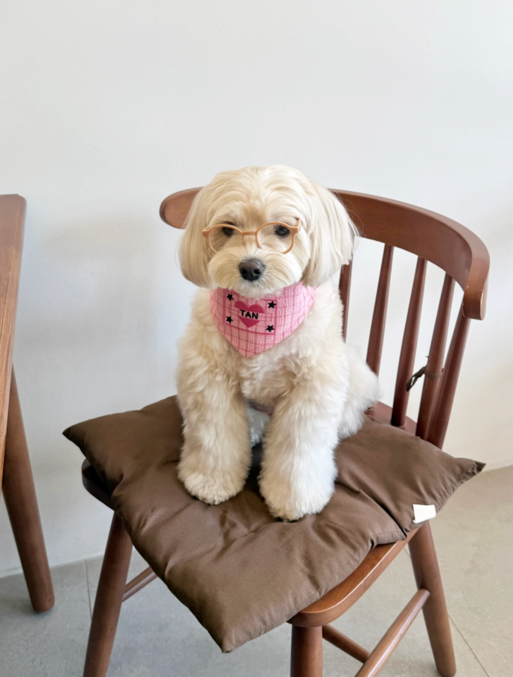 Cupigy｜Patter Scarf