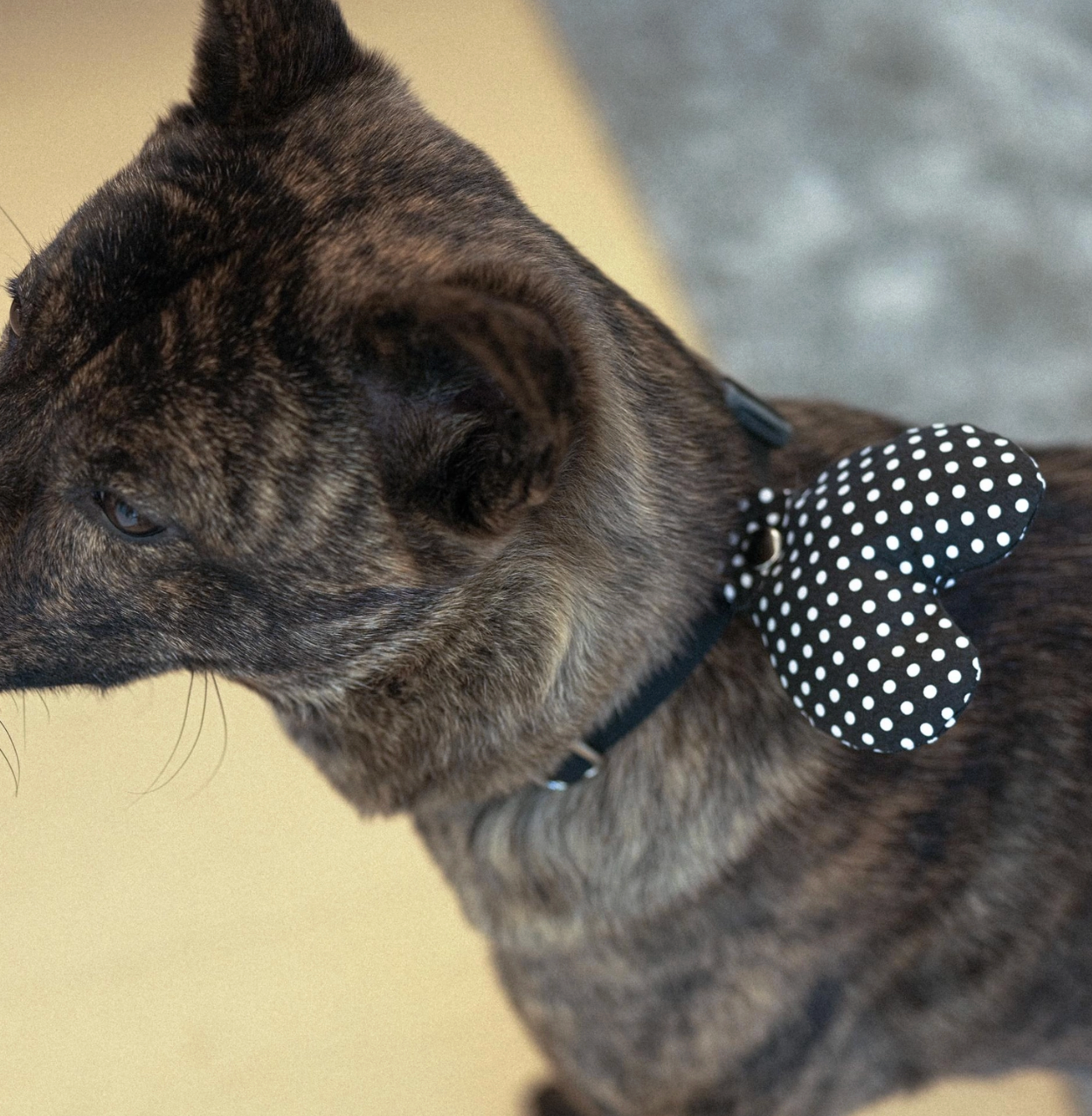 Cupigy｜Snuggle Cushion Tag（Dot Black）