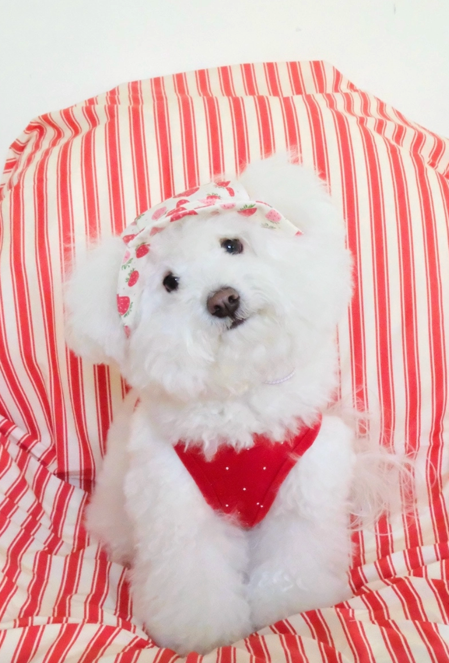 FreddieTale｜Strawberry Bucket Hat 草莓漁夫帽