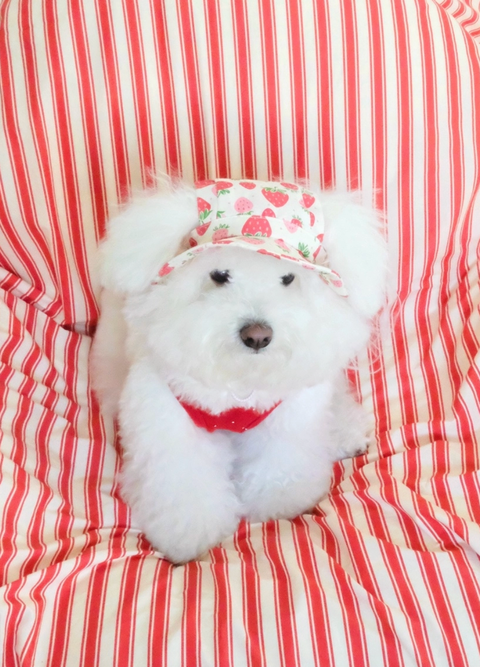 FreddieTale｜Strawberry Bucket Hat 草莓漁夫帽