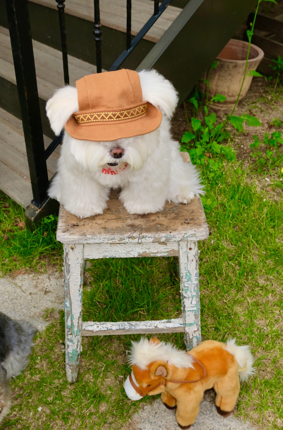 FreddieTale｜Howdy star bucket hat 西部星星漁夫帽