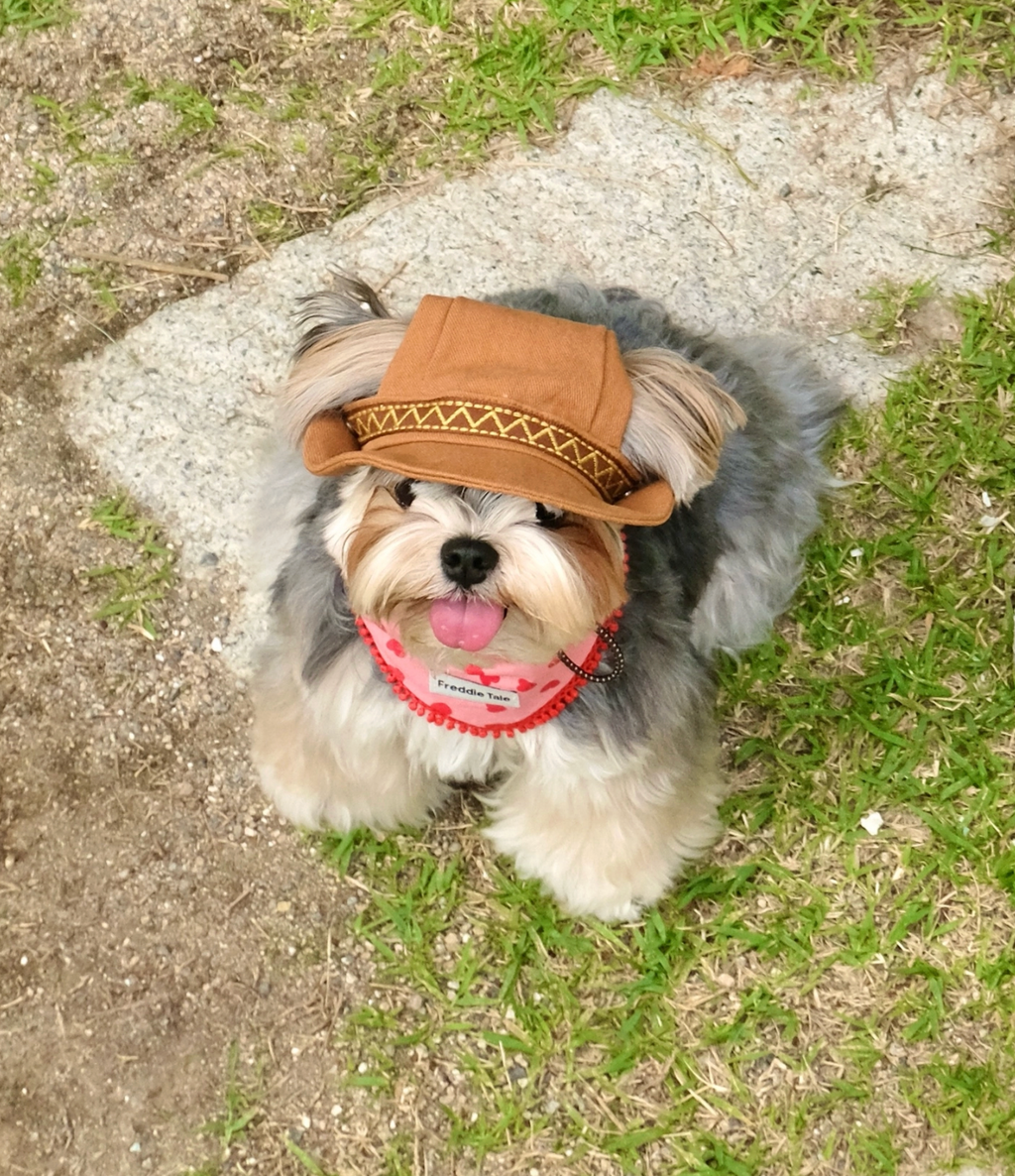 FreddieTale｜Howdy star bucket hat 西部星星漁夫帽