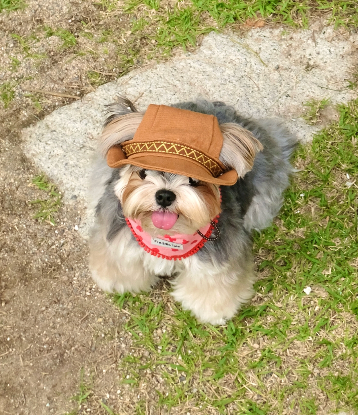 FreddieTale｜Howdy star bucket hat 西部星星漁夫帽