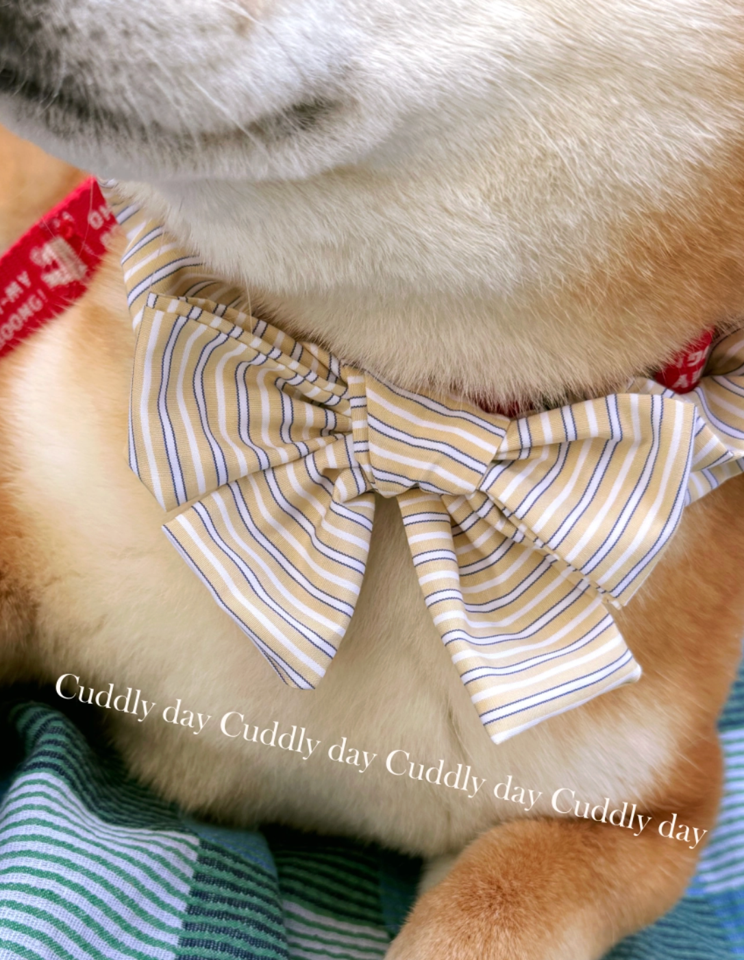 cuddlyday｜ 夏日條紋蝴蝶結（大腸圈）