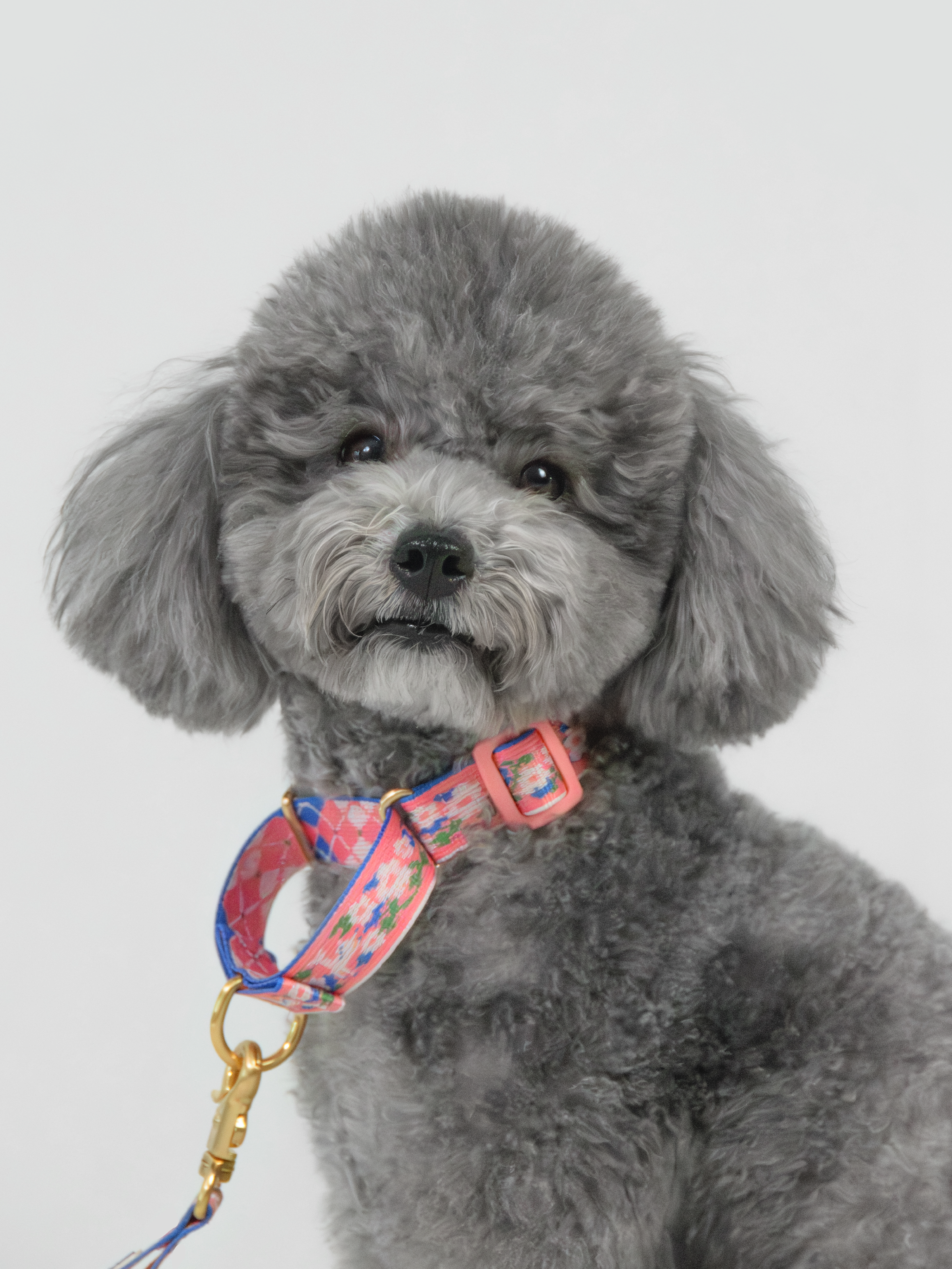 TWB｜Blooming Deer Martingale Collar｜花鹿安全防脫項圈