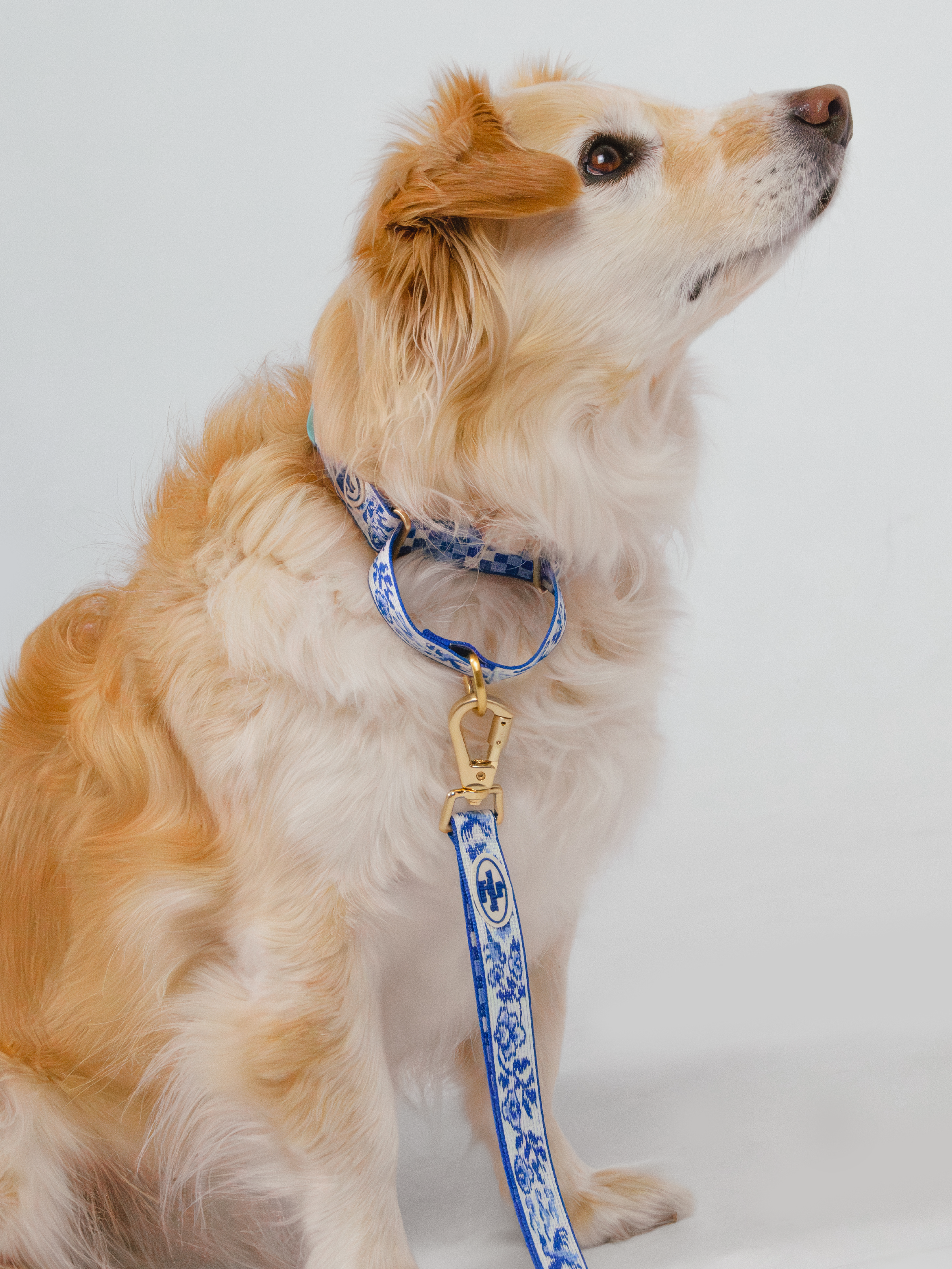 TWB｜Blue Birds Martingale Collar｜青花白瓷安全防逃脫項圈