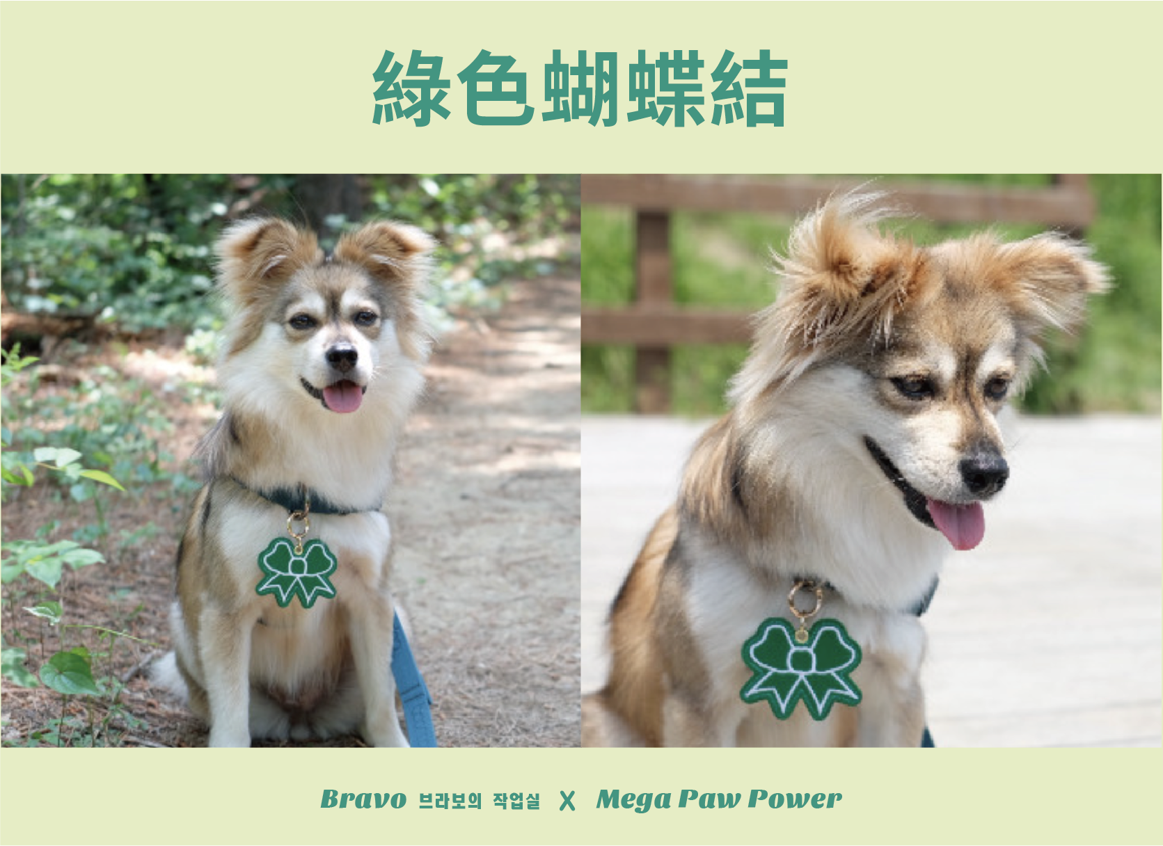 預購｜Bravo 綠色蝴蝶結