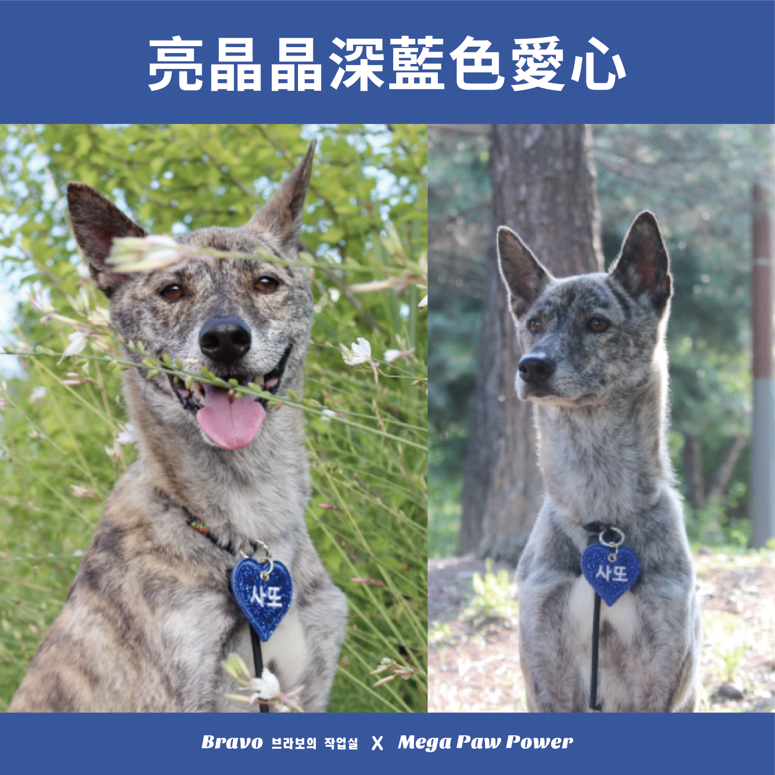 預購｜Bravo 亮晶晶深藍色愛心