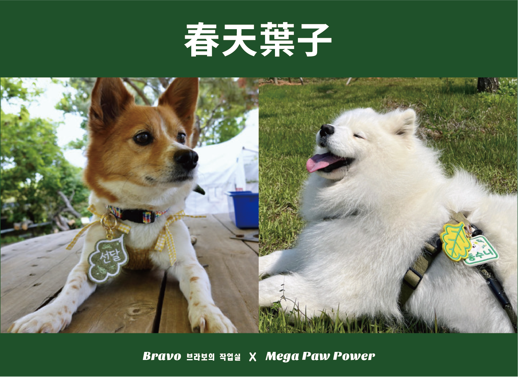 預購｜Bravo 春天綠葉