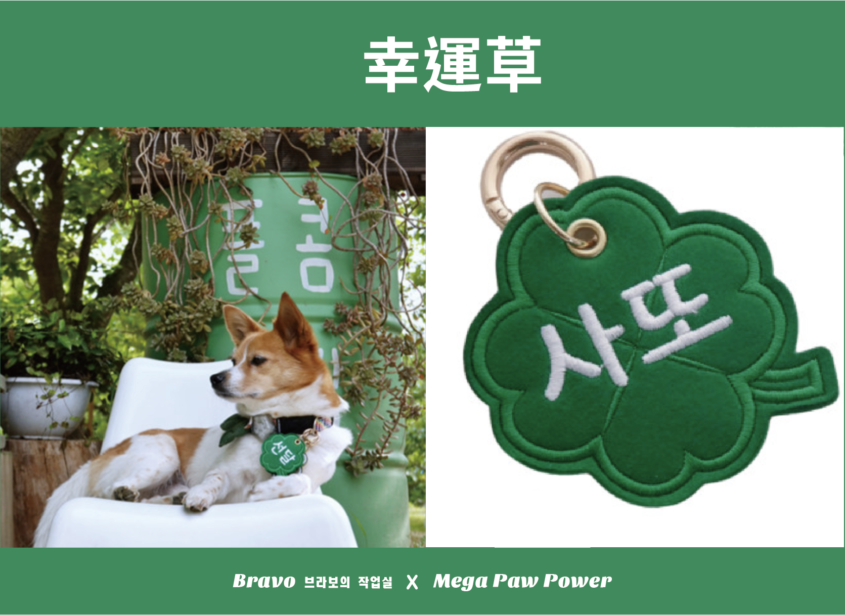 預購｜Bravo 幸運草