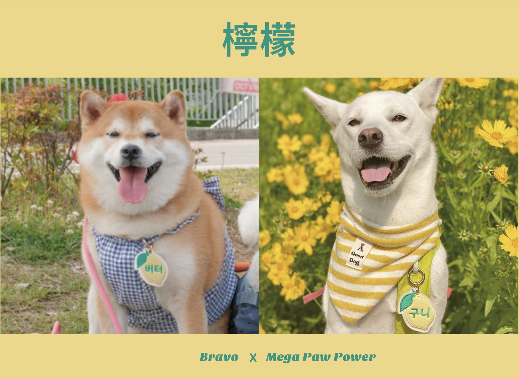 預購｜Bravo 檸檬 [2026年更換布料]