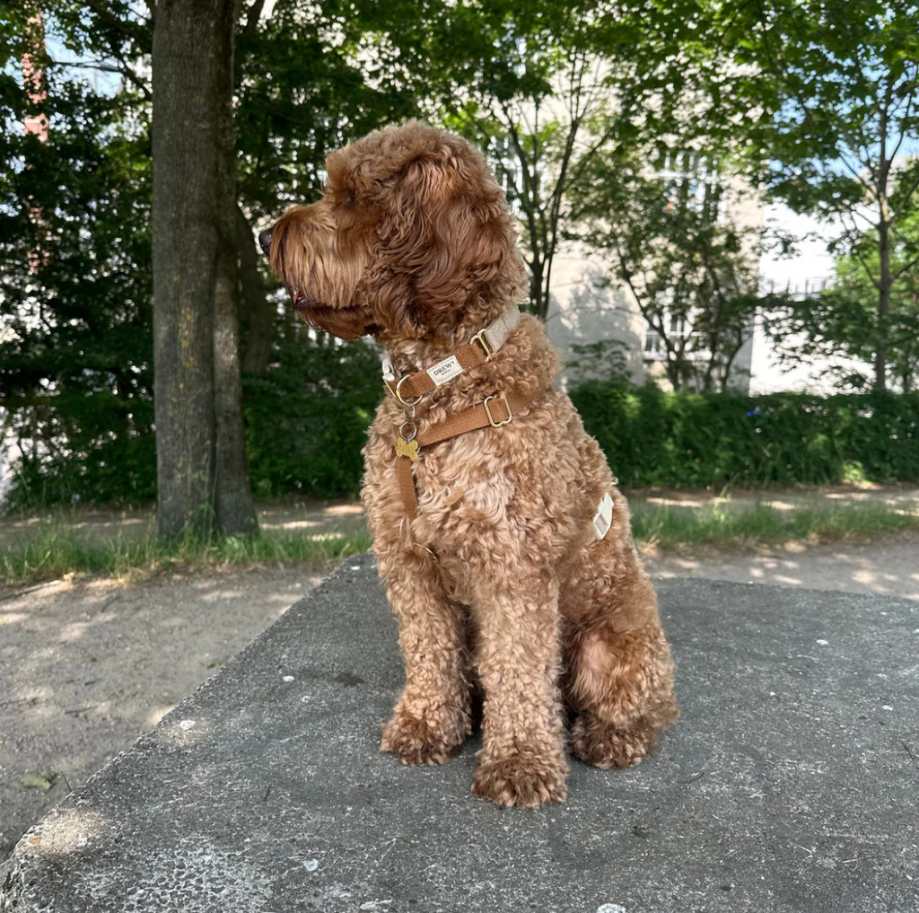 Drew's｜Soft & Adjustable Dog Collar 項圈