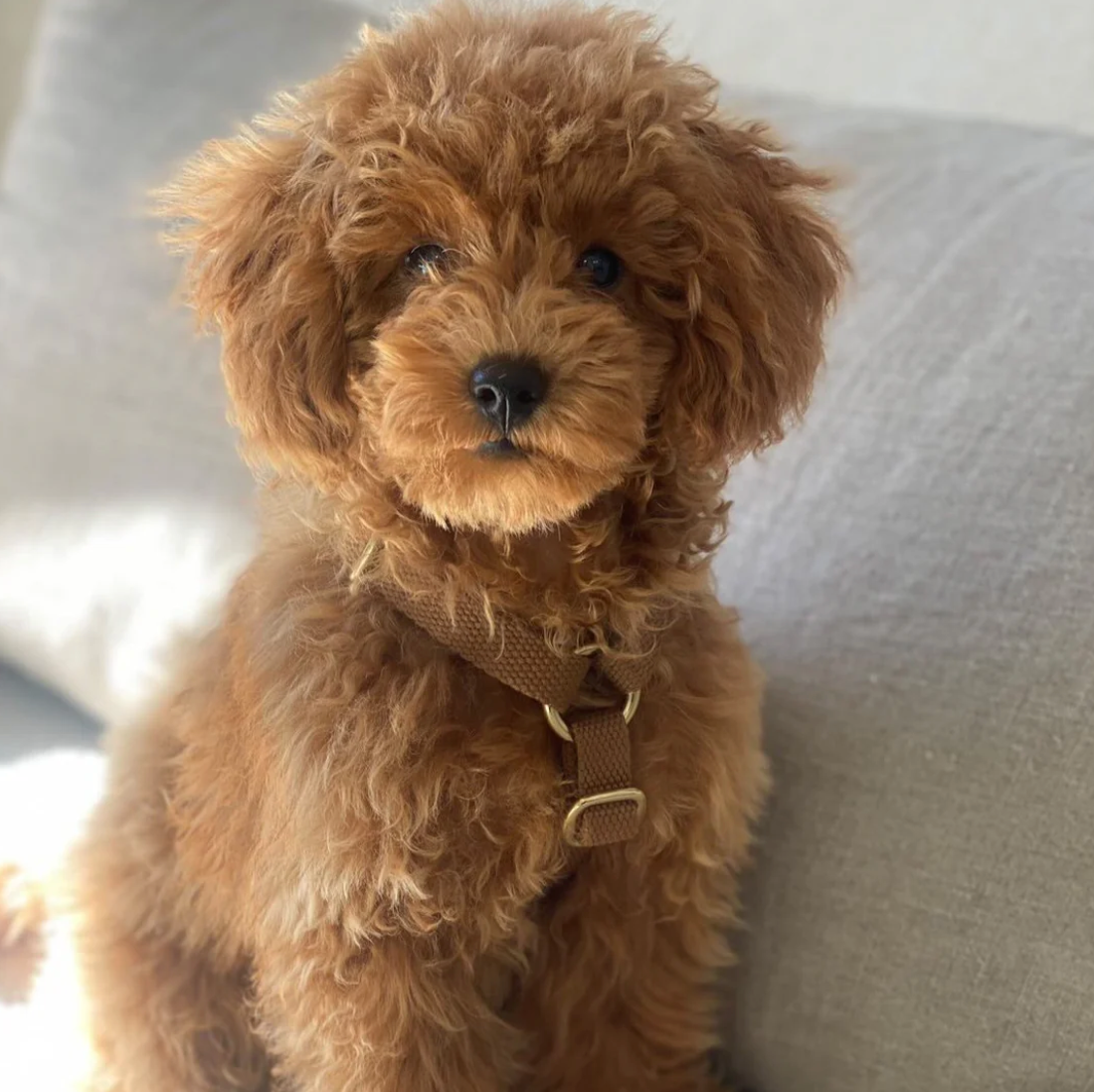 Drew's｜Soft & Adjustable Dog Harness 一般胸背帶