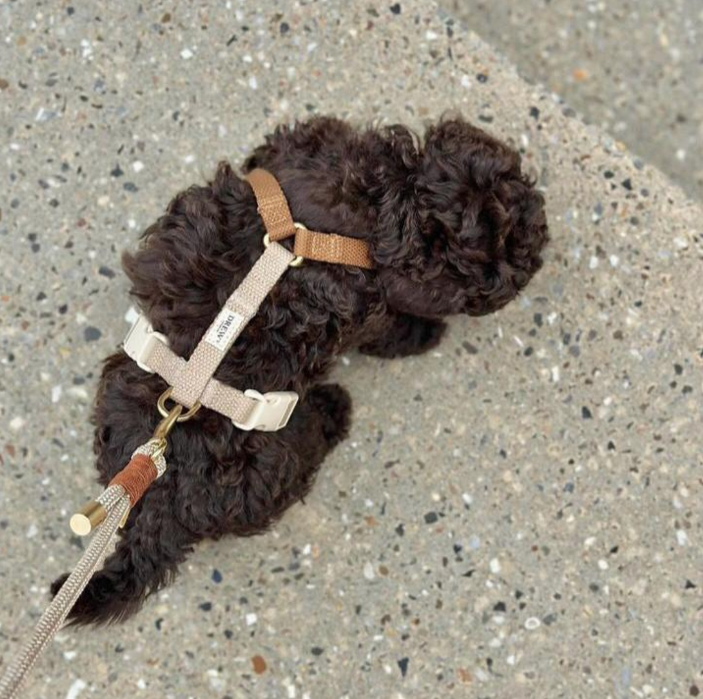 Drew's｜Soft & Adjustable Dog Harness 一般胸背帶