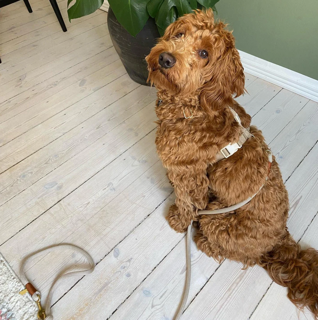 Drew's｜Soft & Adjustable Dog Harness 一般胸背帶