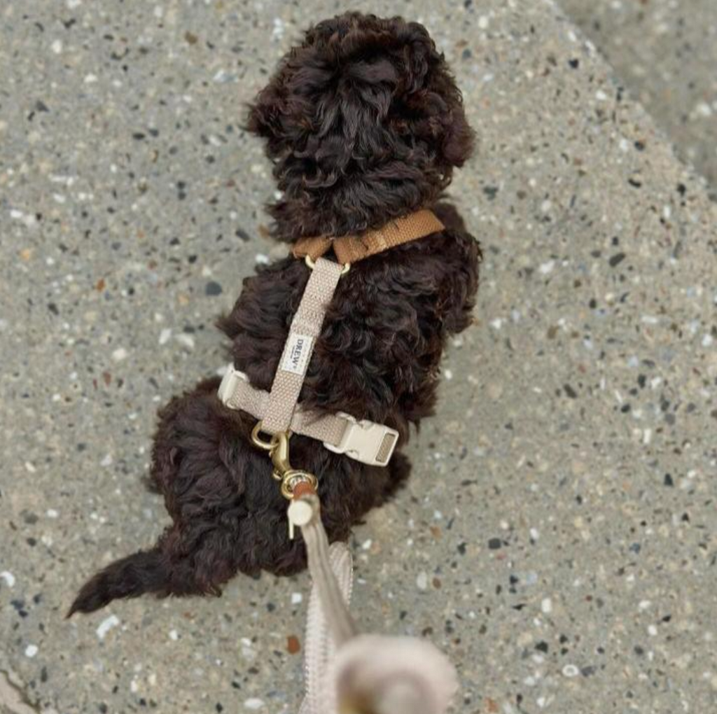Drew's｜Soft & Adjustable Dog Harness 一般胸背帶