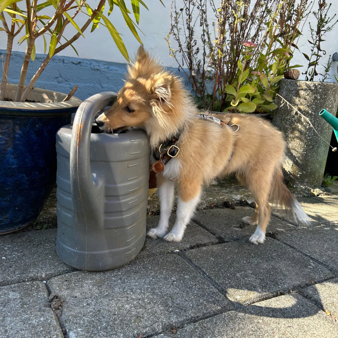 Drew's｜Soft & Adjustable Dog Harness 一般胸背帶