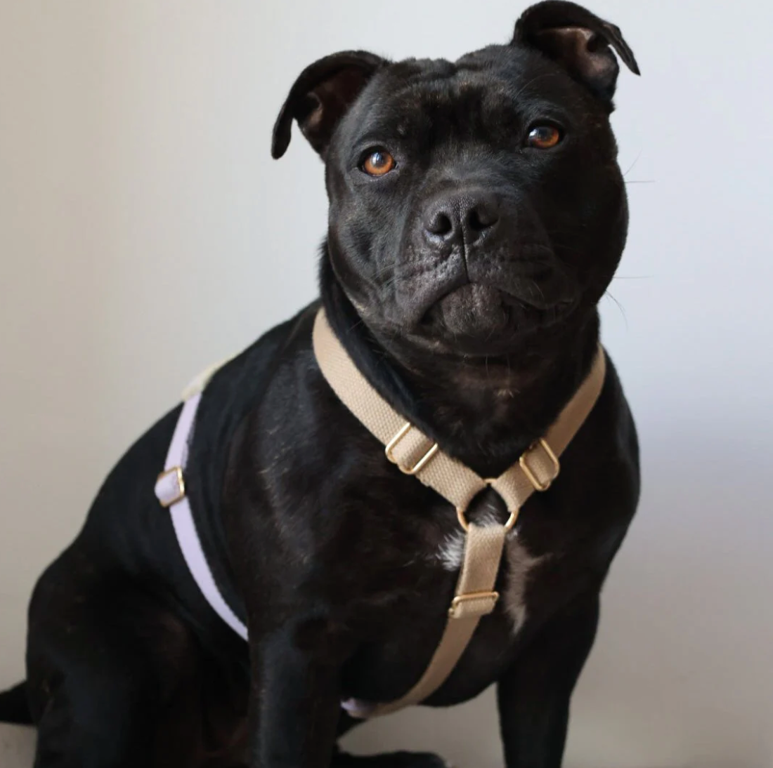 Drew's｜Soft & Adjustable Dog Harness 一般胸背帶