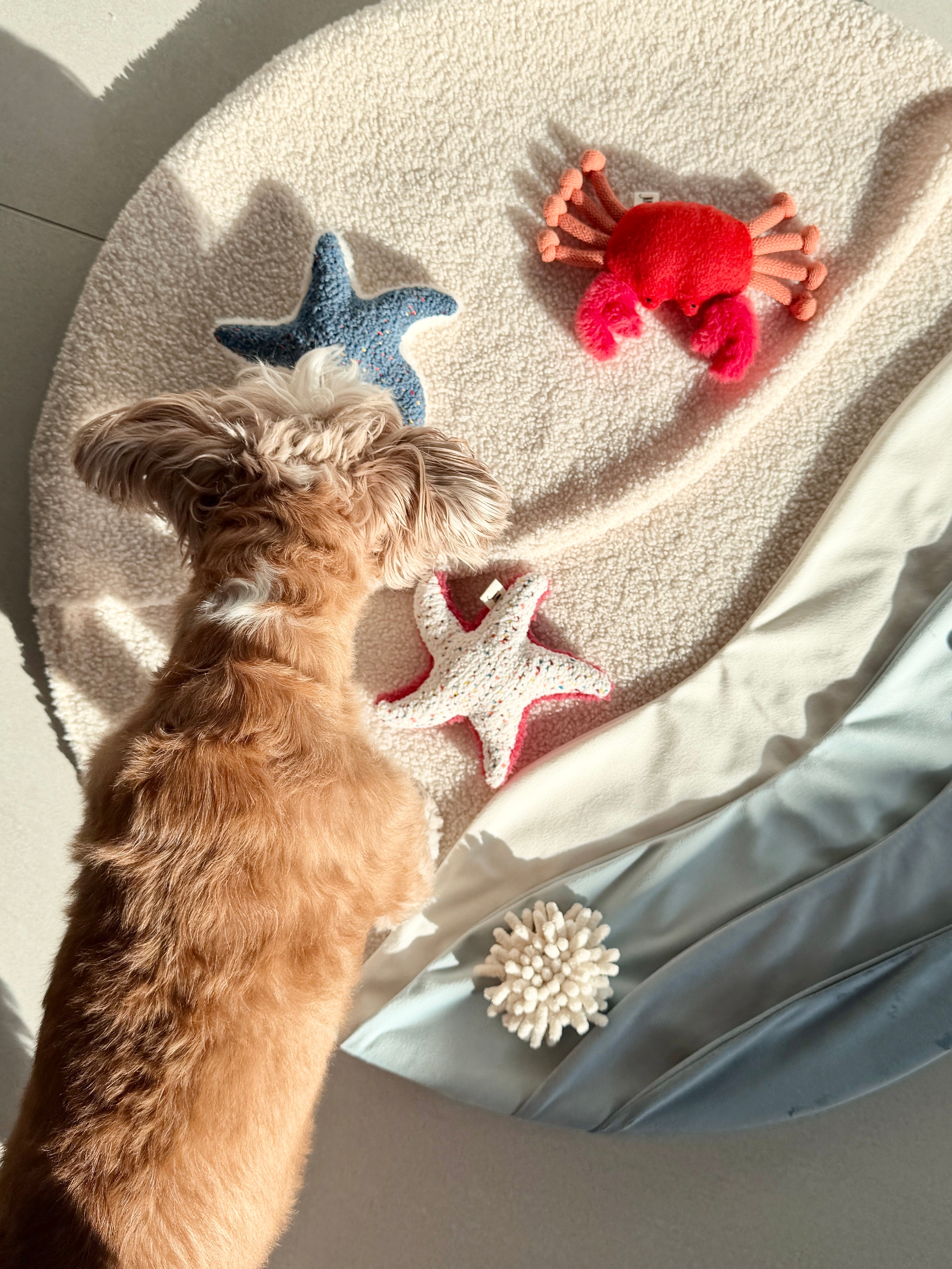 Wetnose｜海洋系列-海星 starfish