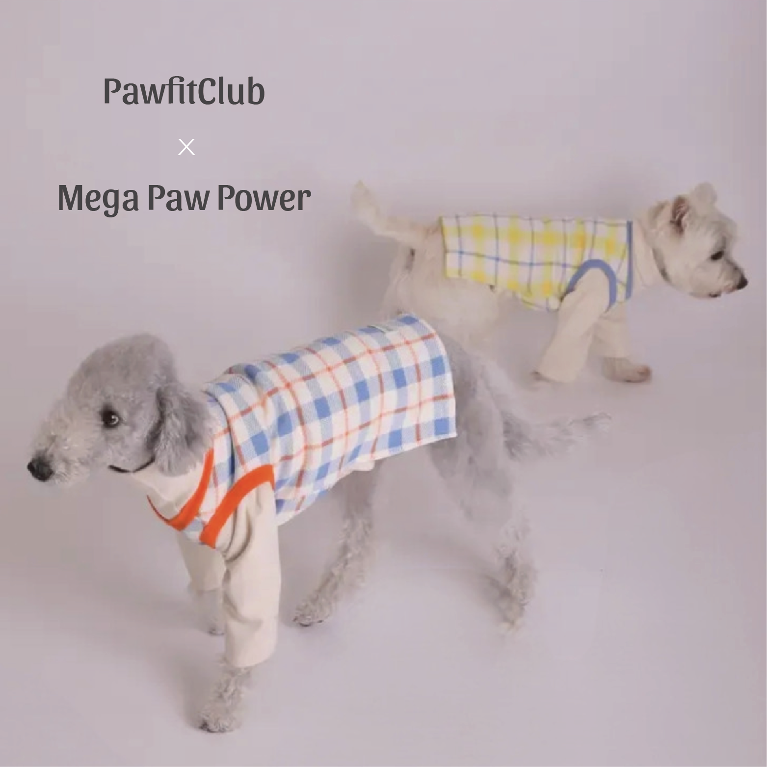 PawfitClub｜Lovely Check Knit 格紋針織上衣