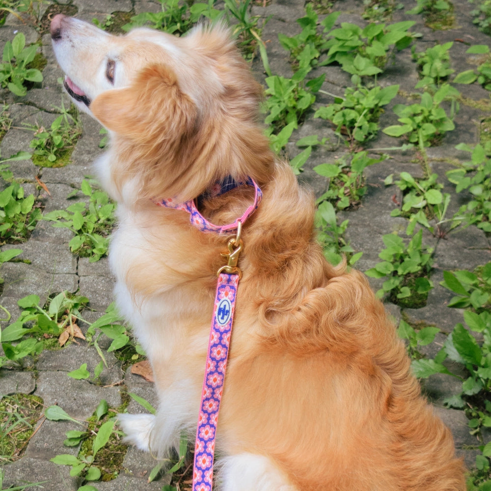 TWB｜Pink Lotus Martingale Collar｜粉紅蓮花安全防脫項圈