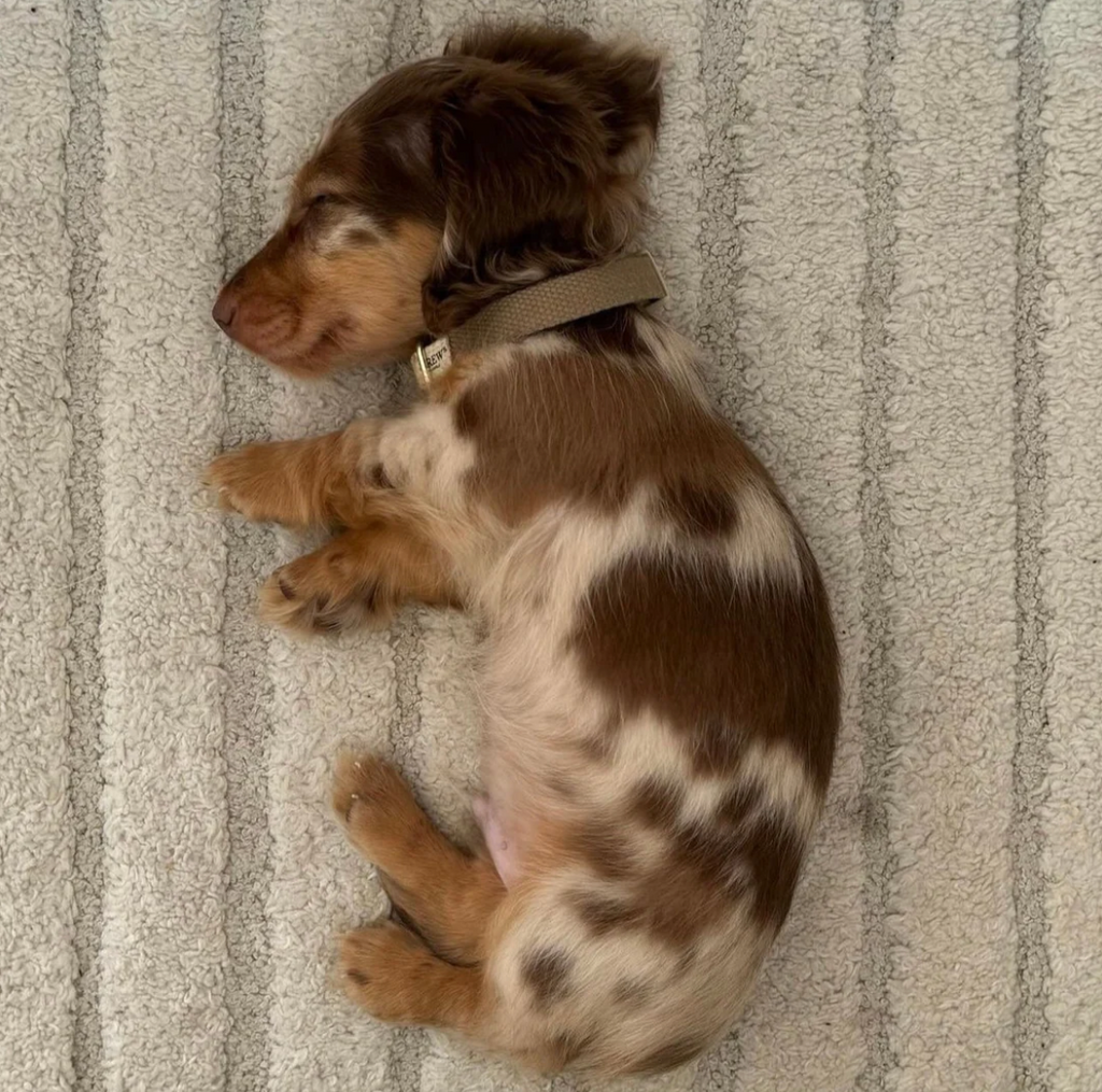 Drew's｜Lightweight and adjustable puppy collar 項圈（幼犬小型犬）