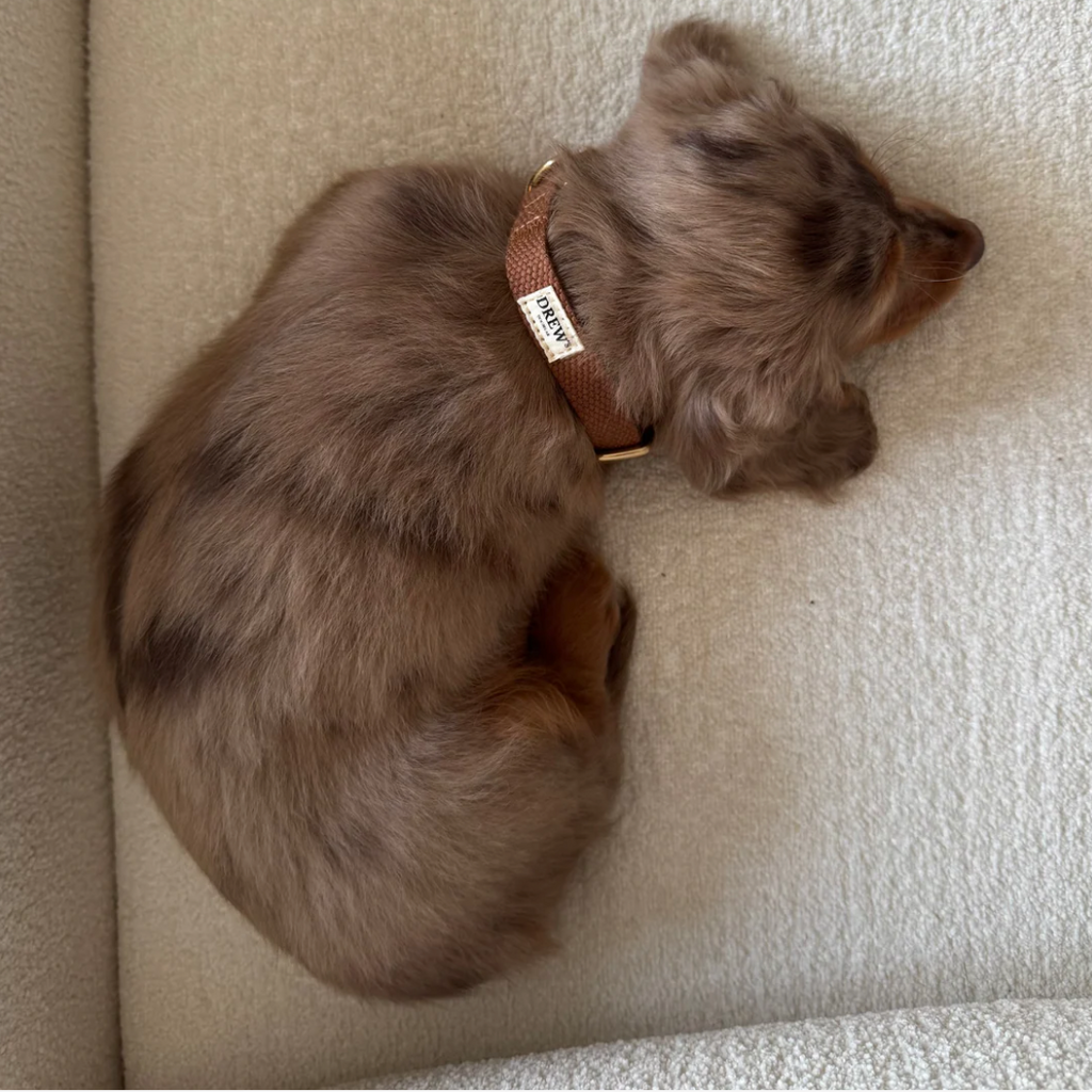 Drew's｜Lightweight and adjustable puppy collar 項圈（幼犬小型犬）
