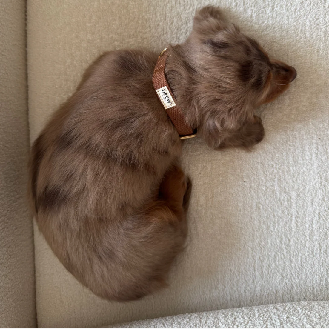 Drew's｜Lightweight and adjustable puppy collar 項圈（幼犬小型犬）