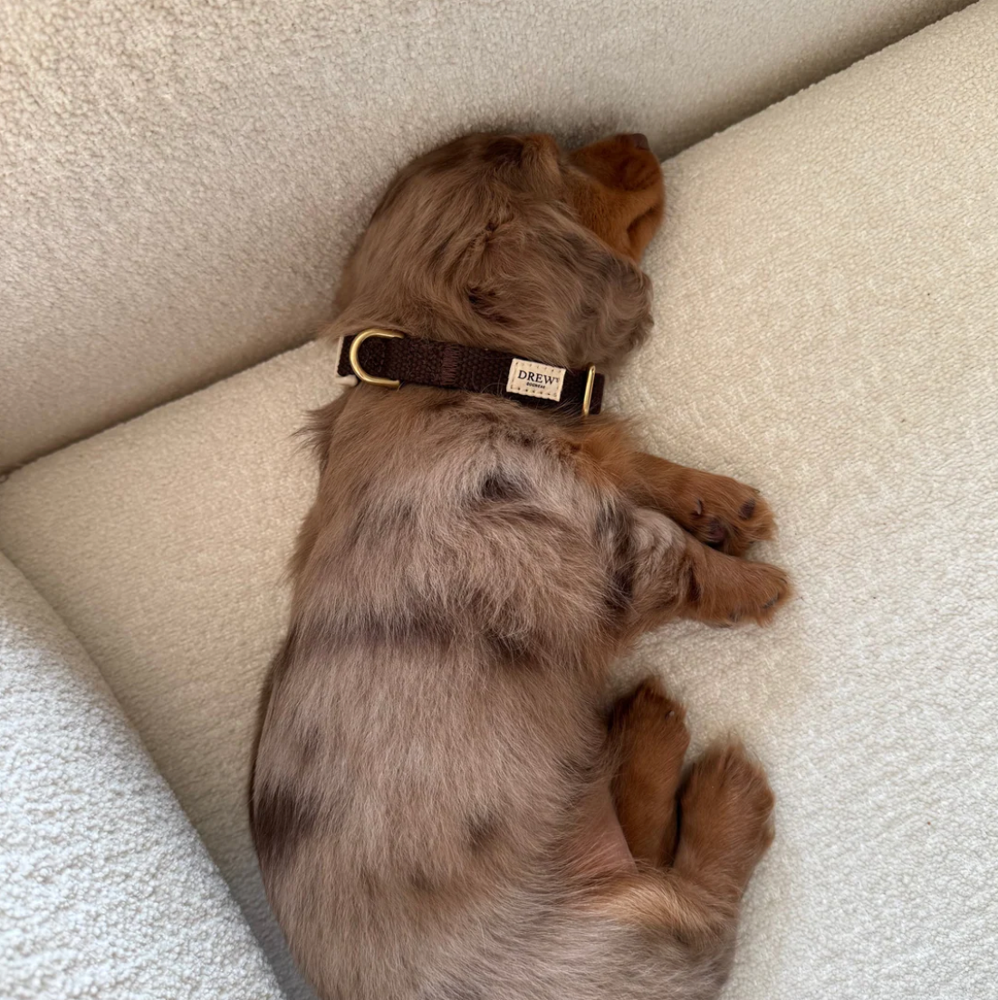 Drew's｜Lightweight and adjustable puppy collar 項圈（幼犬小型犬）