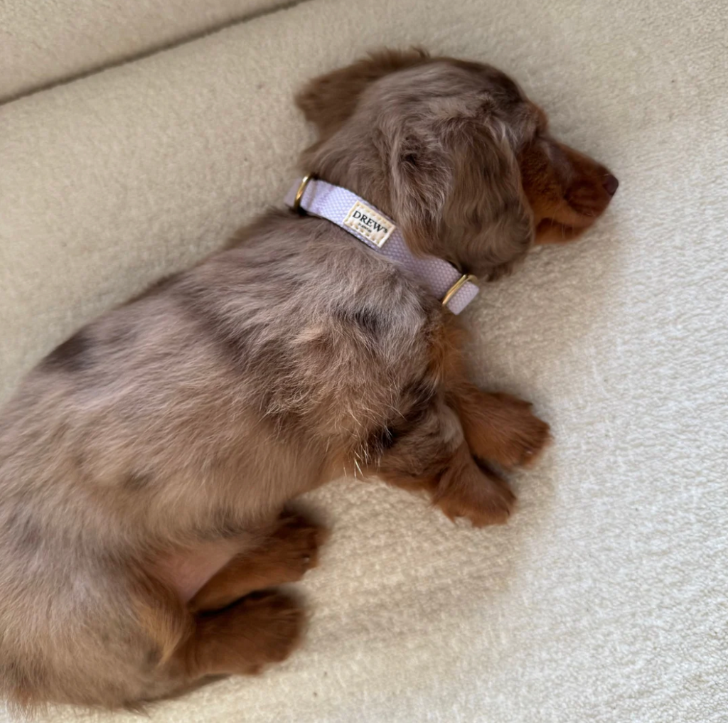 Drew's｜Lightweight and adjustable puppy collar 項圈（幼犬小型犬）
