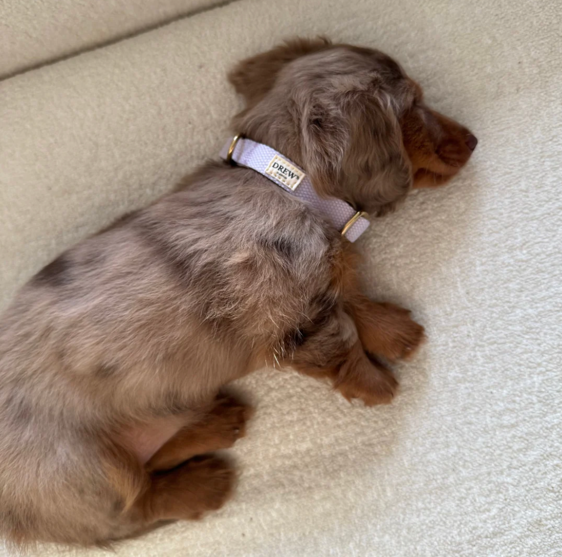 Drew's｜Lightweight and adjustable puppy collar 項圈（幼犬小型犬）