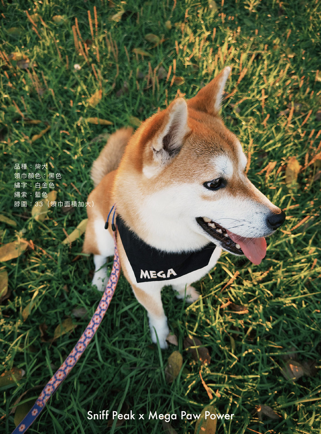Sniff Peak｜豬腸巾（第6團）