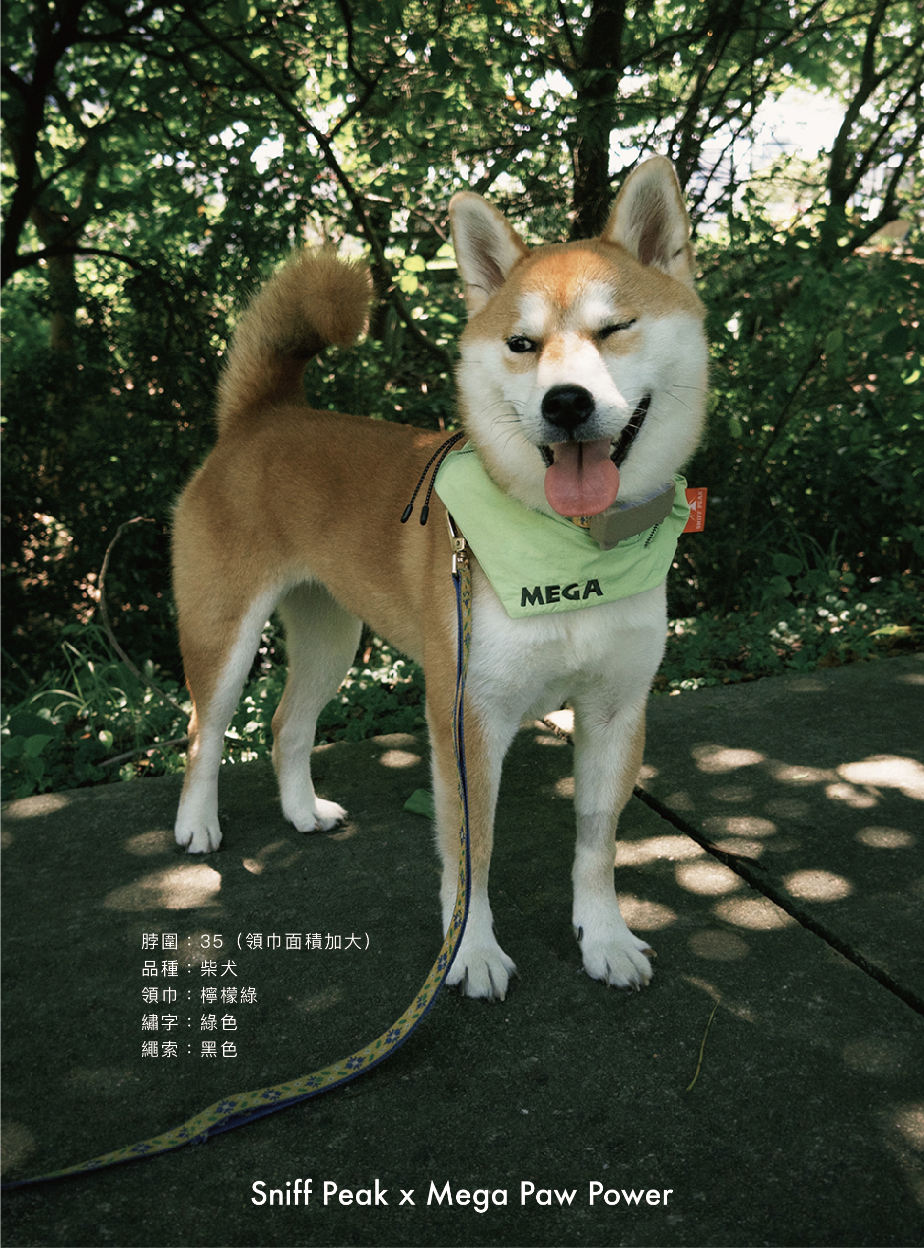 Sniff Peak｜豬腸巾（第6團）