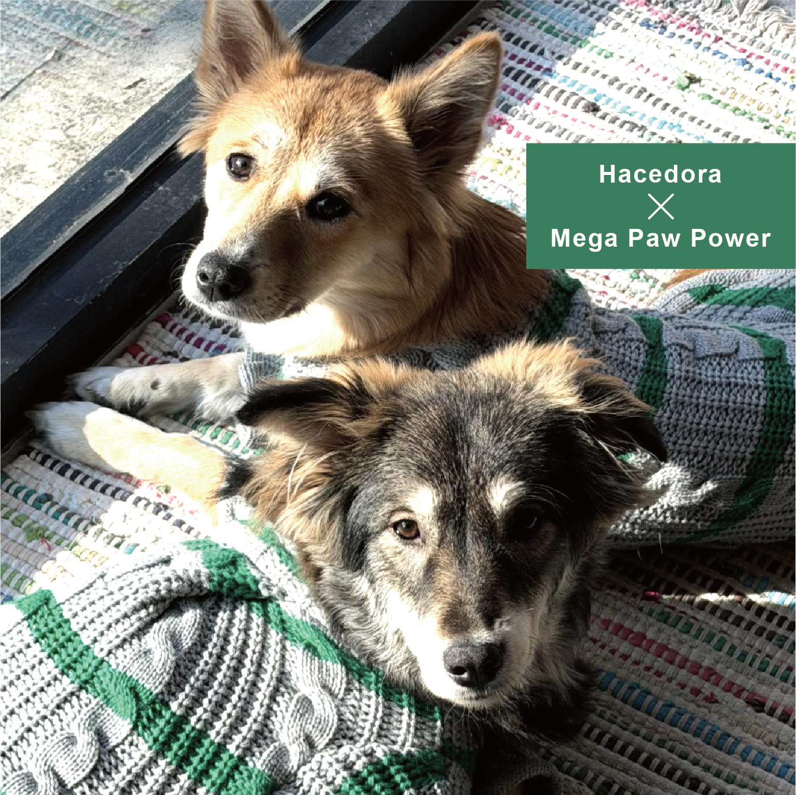Hacedora｜冬日散步 - 狗狗毛衣背心